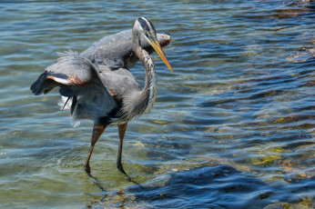 Картинка животные цапли цапля серая