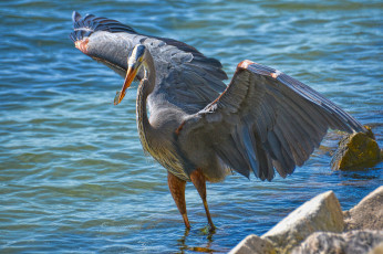 Картинка животные цапли серая цапля
