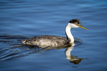 Картинка животные Чомги+ поганки утка вода