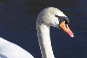Картинка животные лебеди лебедь белый голова клюв