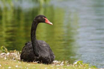 Картинка животные лебеди лебедь черный шея грация берег