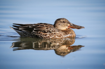 Картинка животные утки утка вода