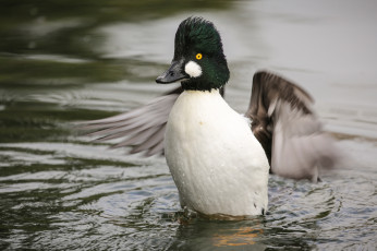Картинка животные утки утка вода