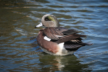 Картинка животные утки утка вода