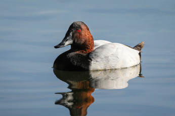 Картинка животные утки утка вода