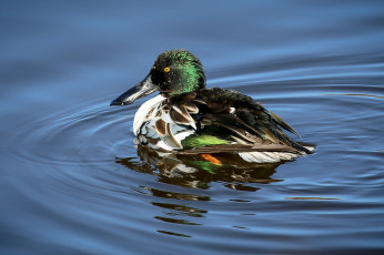 Картинка животные утки утка вода