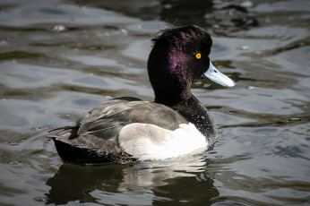 Картинка животные утки утка вода