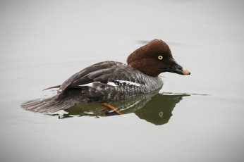Картинка животные утки вода утка