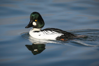 Картинка животные утки вода утка