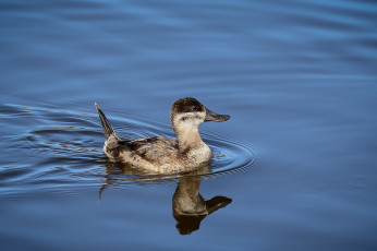 Картинка животные утки вода утка