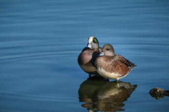 Картинка животные утки вода утка