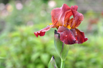 Картинка цветы ирисы касатик