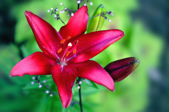 Картинка цветы лилии +лилейники лилия