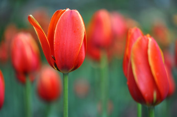 Картинка цветы тюльпаны бутоны