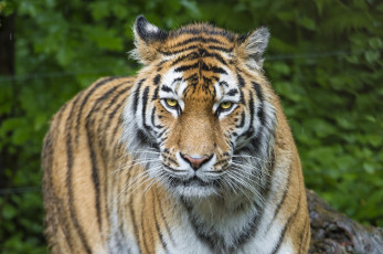 Картинка животные тигры кошка морда