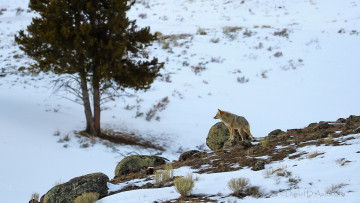 Картинка животные волки +койоты +шакалы койот пейзаж