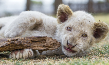 Картинка животные львы львенок