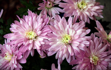 Картинка цветы хризантемы капли