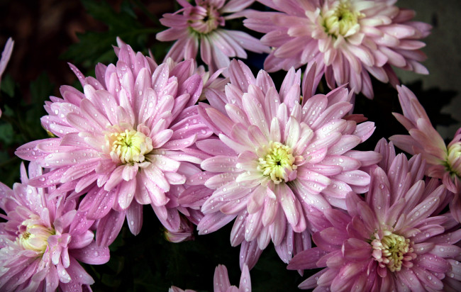 Обои картинки фото цветы, хризантемы, капли