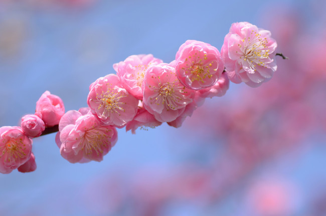 Обои картинки фото цветы, цветущие деревья ,  кустарники, ветка