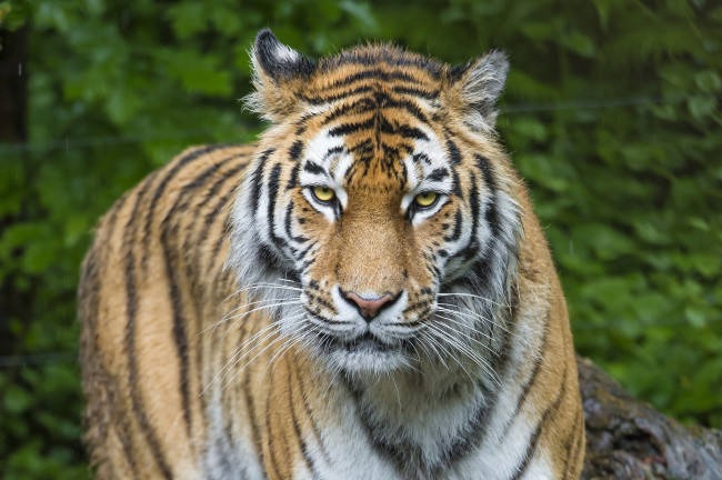 Обои картинки фото животные, тигры, кошка, морда