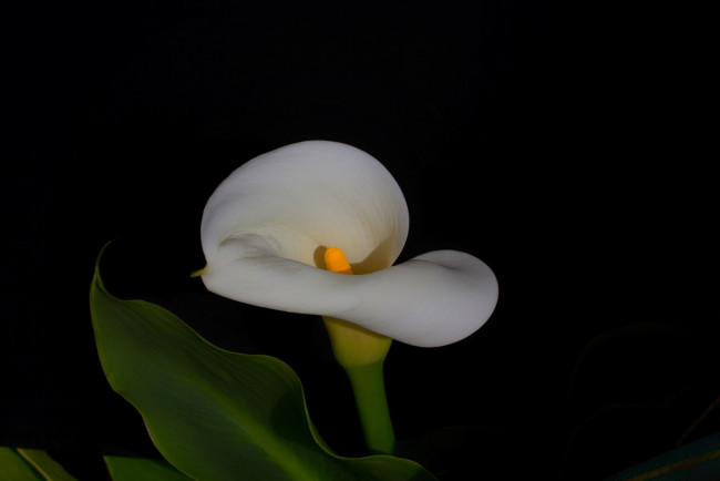 Обои картинки фото цветы, каллы, белая, калла, цветок