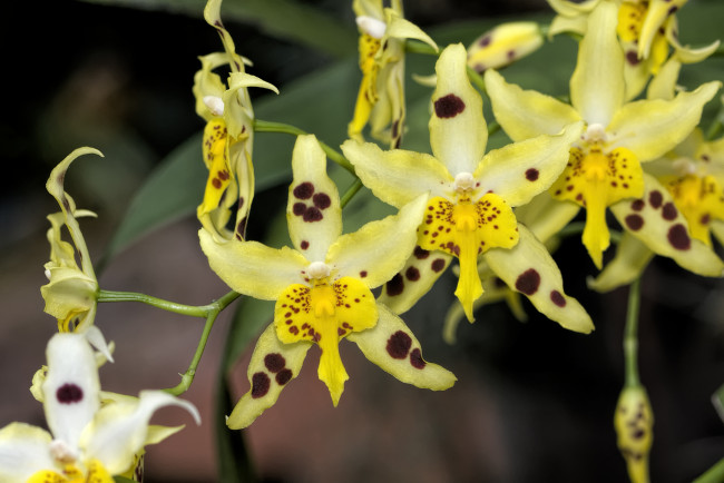 Обои картинки фото цветы, орхидеи, экзотика