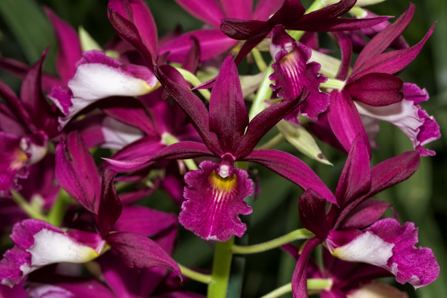 Обои картинки фото цветы, орхидеи, экзотика