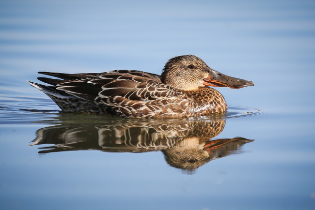 Обои картинки фото животные, утки, утка, вода
