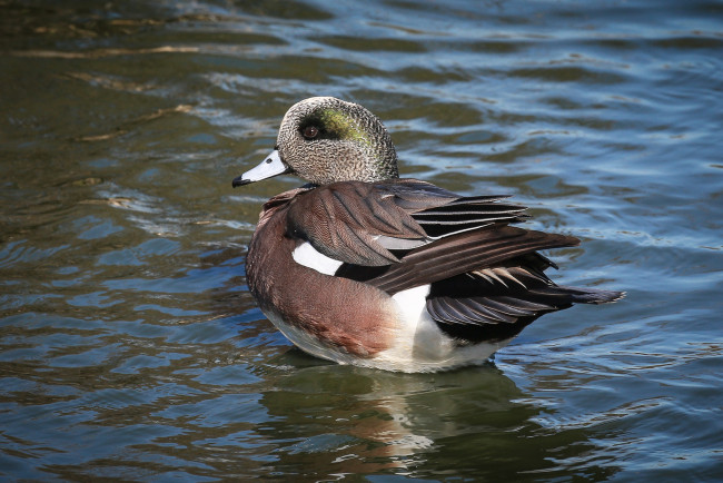 Обои картинки фото животные, утки, утка, вода
