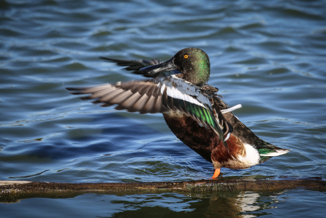 Обои картинки фото животные, утки, утка, вода