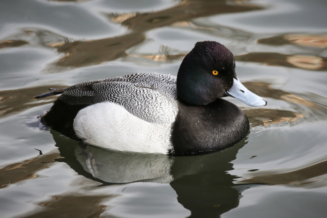 Обои картинки фото животные, утки, утка, вода