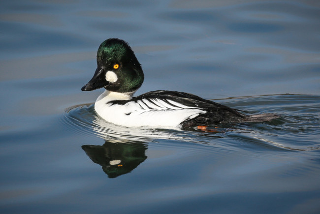 Обои картинки фото животные, утки, вода, утка