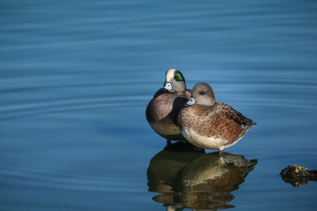 Обои картинки фото животные, утки, вода, утка