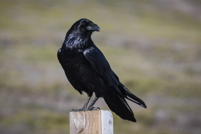 Обои картинки фото животные, вороны,  грачи,  галки, ворон, черный