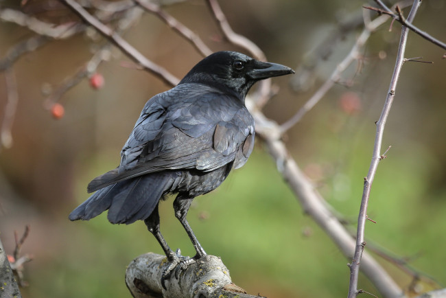 Обои картинки фото животные, вороны,  грачи,  галки, ворон, черный