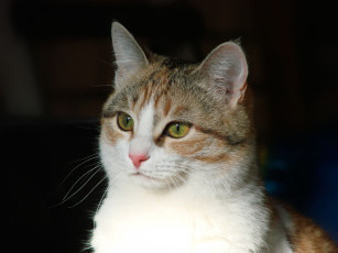 Картинка кошка животные коты на рабочий стол