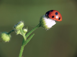 Картинка животные божьи+коровки божья коровка бутоны травинка фон утро насекомое макро