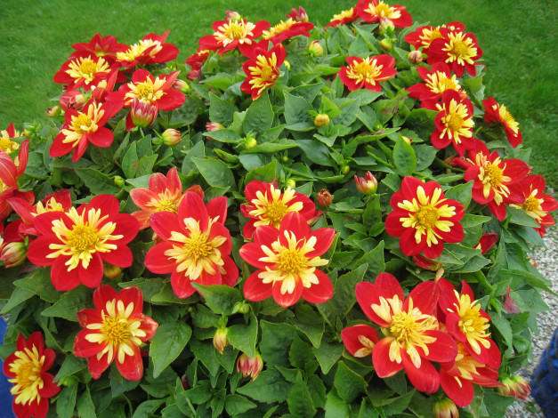 Обои картинки фото цветы, георгины, красный, желтый, зеленый