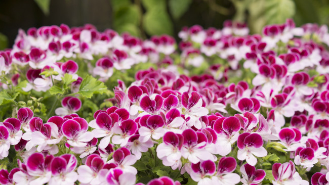 Обои картинки фото цветы, герань, нежность