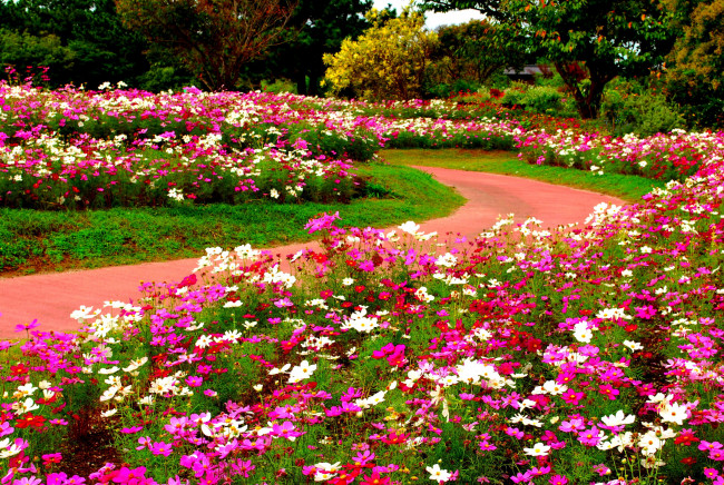 Обои картинки фото цветы, космея, разноцветный