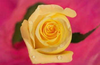 Картинка цветы розы роза жёлтая макро фон капли бутон