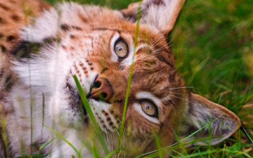 Картинка животные рыси рысь природа зелень лето