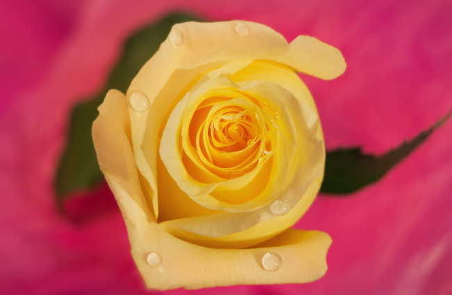Обои картинки фото цветы, розы, роза, жёлтая, макро, фон, капли, бутон