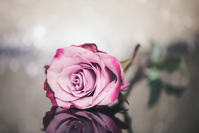 Обои картинки фото цветы, розы, фон, роза, цветок