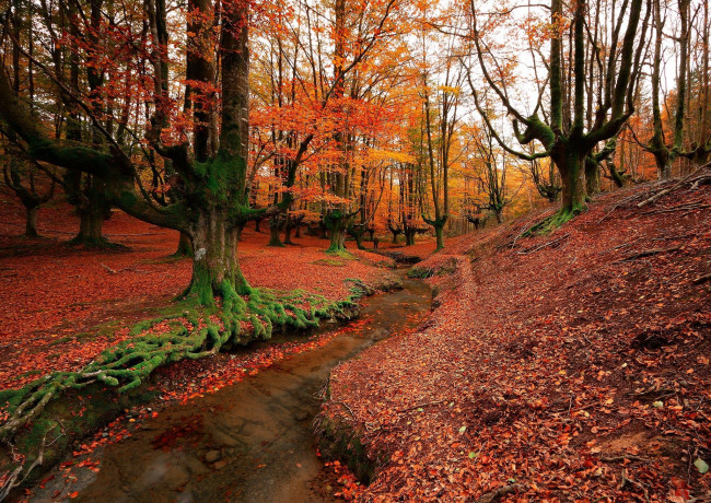 Обои картинки фото природа, лес, речка, spain, bizkaia, otzarreta