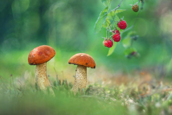 Картинка природа грибы ягода гриб