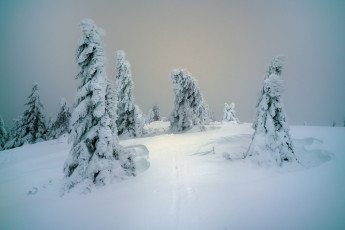 Картинка природа зима деревья