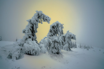 Картинка природа зима деревья