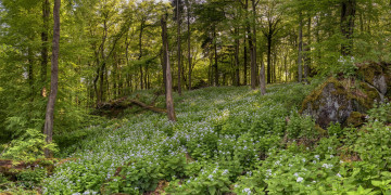 Картинка природа лес простор